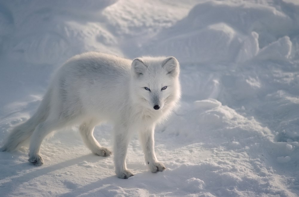 Arctic fox