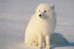 polarfuchs