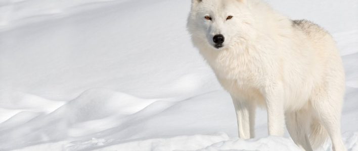 Arctic Wolf