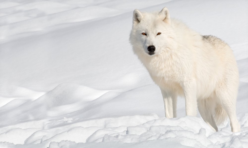 Polarwolf Der Seltene Bewohner Der Arktis Im Portrait Das Tierlexikonde