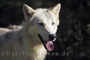 polarwolf