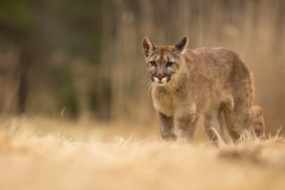 Puma