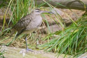 regenbrachvogel