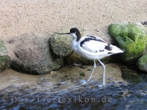 Säbelschnäbler