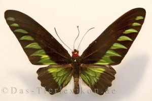 trogonoptera-brookiana, schmetterling, ritterfalter, birdwing