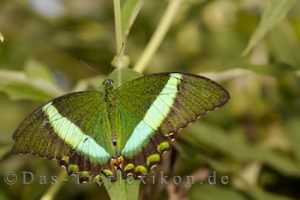 gruengestreifter-schwalbenschwanz, schmetterling, ritterfalter