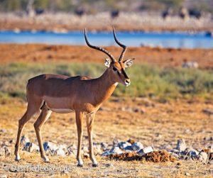 schwarznasenimpala 