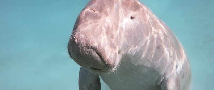 Dugong Seekuh