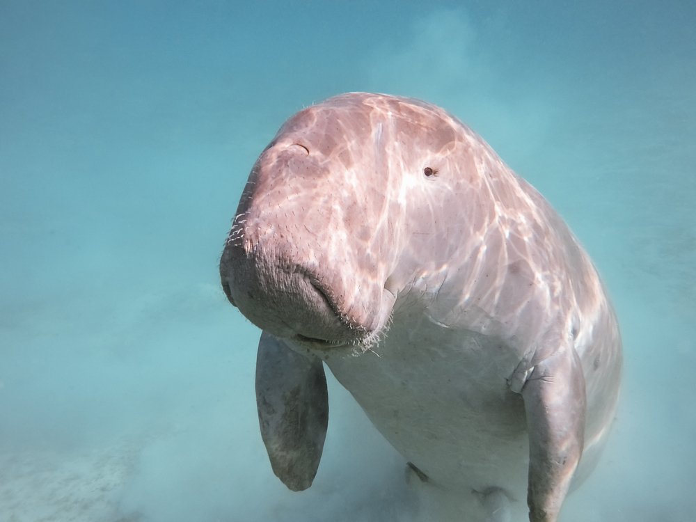 Dugong Seekuh