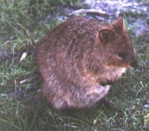 kurzschwanzkaenguru, quokka, kaenguru