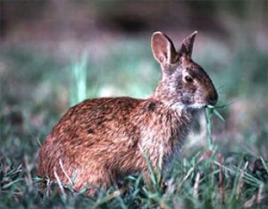hase