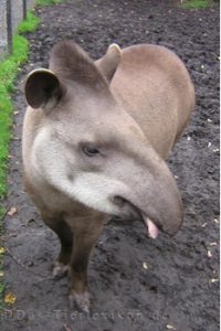 flachlandtapir, tapir