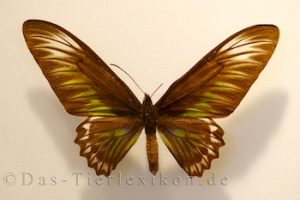 trogonoptera-trojana, schmetterling, ritterfalter, birdwing