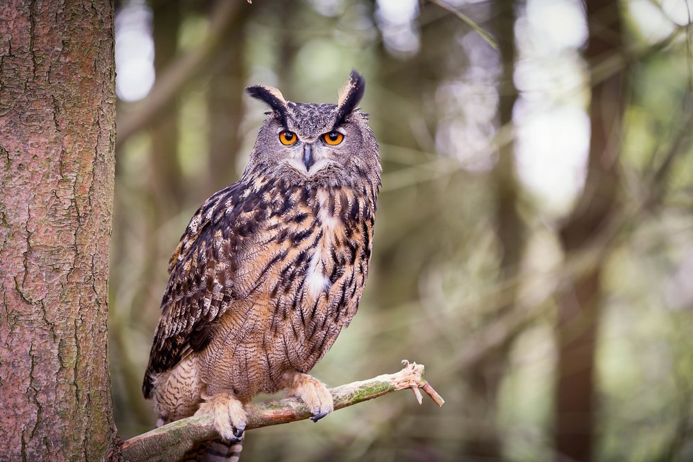 Uhu: Die beeindruckende Eule mit den Federohren - Das-Tierlexikon.de