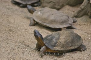 waldbachschildkroete