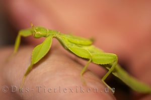 phyllium-siccifolium, wandelndes-blatt, insekt