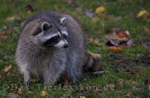 waschbär, racoon