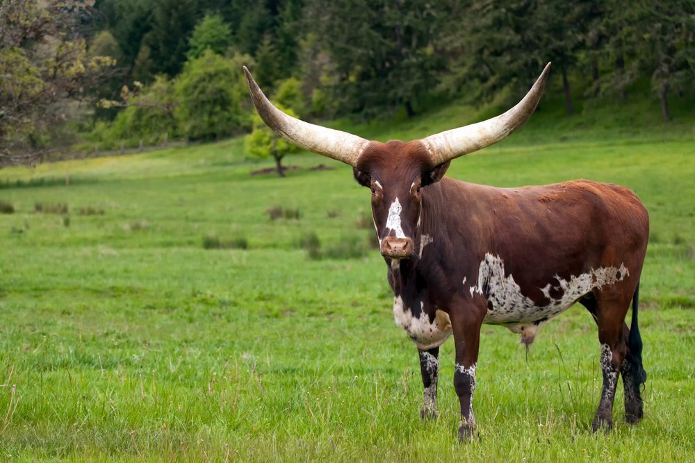 Ankole-Watusi