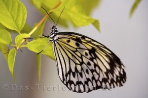 weisse-baumnymphe, edelfalter, tagfalter, schmetterling