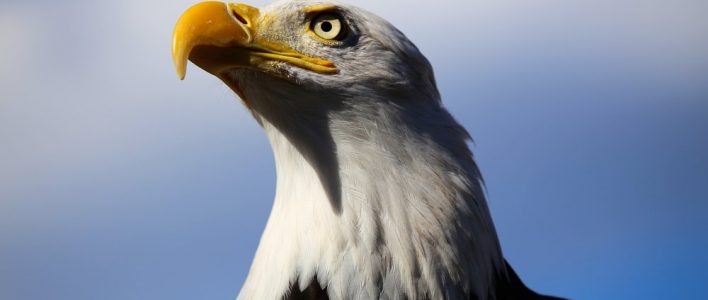 Weißkopfseeadler