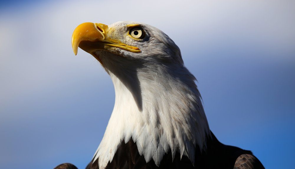 Weißkopfseeadler