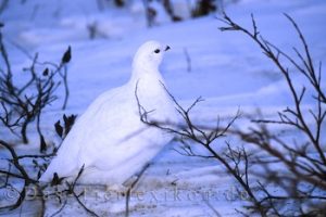 schneehuhn