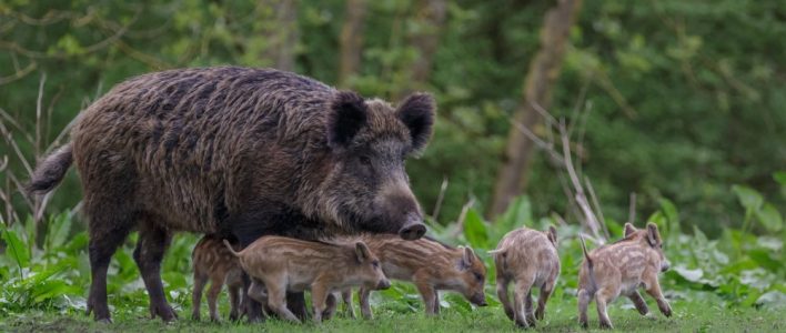 Wild boar