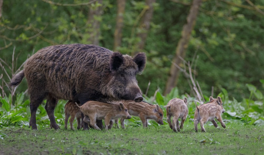 Wild boar