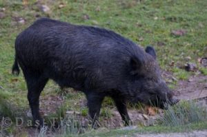 wildschwein, schwein