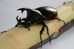 xylotrupes gideon nashornkaefer