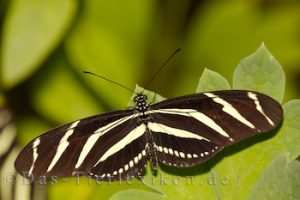 zebrafalter, schmetterling, edelfalter