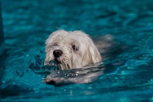 havaneser schwimmt im wasser