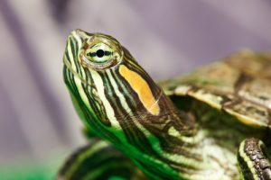 schmuckschildkroete im wasser