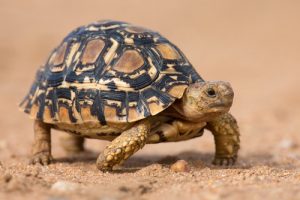 Panzerschildkroete