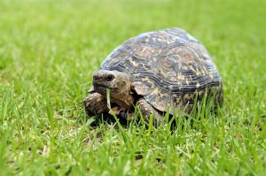 Ratgeber für Schildkrötenhalter