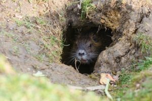 ratte im bau und mäuse im garten vertreiben