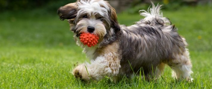 havaneser spielt mit einem ball