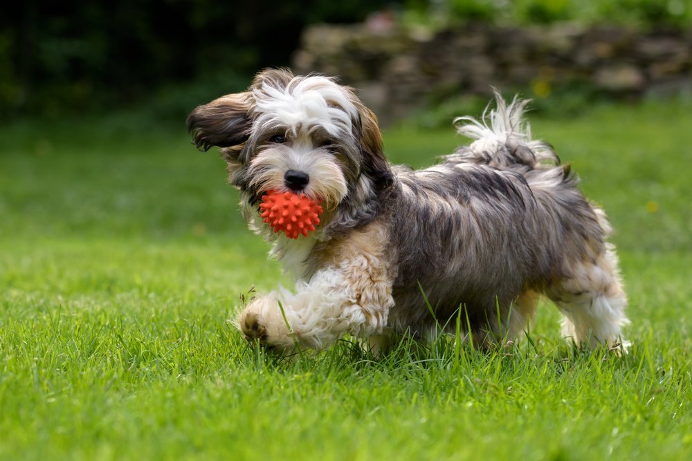 havaneser spielt mit einem ball