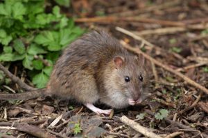 Ratten Im Garten Mit Diesen Mitteln Werden Sie Die Schadlinge Los