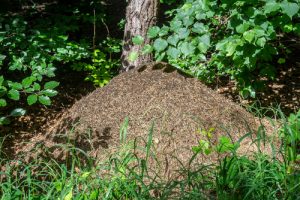 Ameisenhaufen im Wald