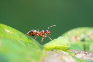 Waldameise im Wald