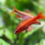 zwei bitterlingsbarben in süßwasser aquarium