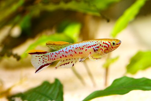 ein nigeria prachtkärpfling im aquarium