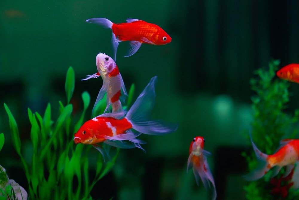 Fische als Haustier Was Sie zur Anschaffung und Pflege wissen sollten