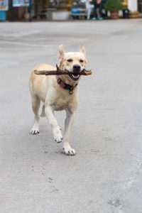 labrador bringt stock