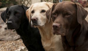 Info: Labrador gibt es in drei Farben