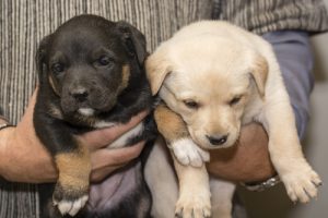 zwei labrador welpen werden mit haenden gehalten