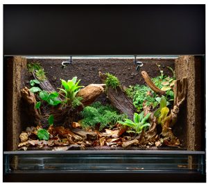 glasterrarium mit pflanzen und holzdekoration 