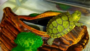 schildkröte in einem aquaterrarium