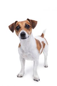 Jack Russell Terrier